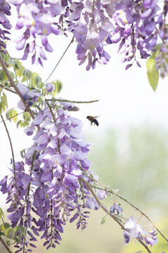 紫藤蘿蜜蜂