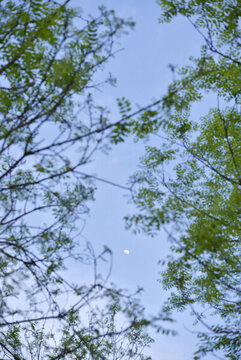 刺槐藍天