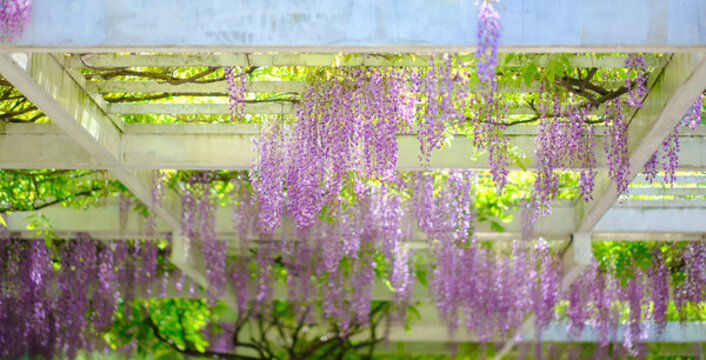 春天的紫藤花