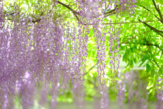 春天盛開(kāi)的紫藤花