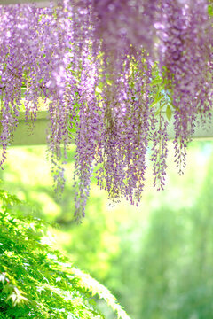 春天盛開(kāi)的紫藤花
