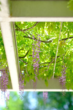 上海清澗公園春天盛開的紫藤花
