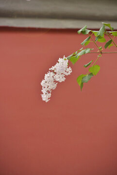 丁香花