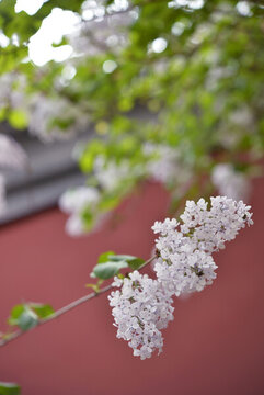 丁香花