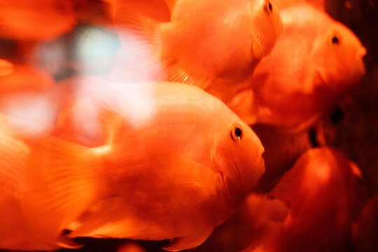 紅色金魚