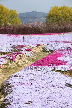 芝櫻花