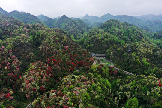 百里杜鵑風(fēng)光