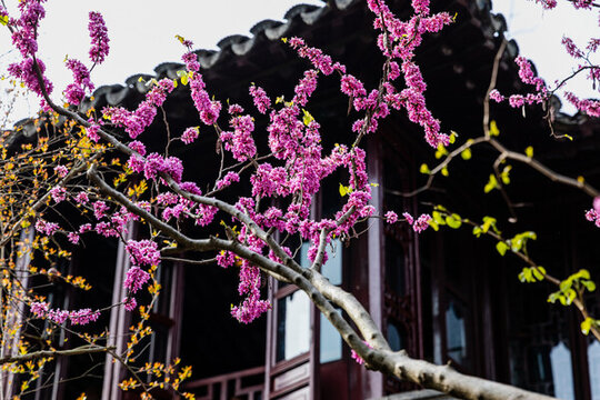 紫荊花