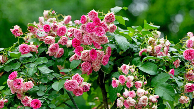 月季花
