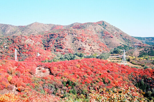 北京順義舞彩淺山紅葉
