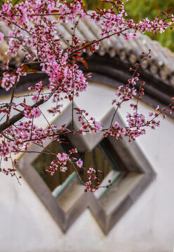 古建筑與梅花