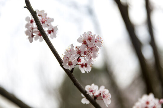 春天櫻花盛開(kāi)
