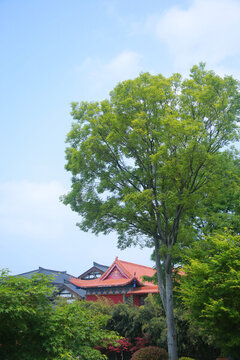 古建筑