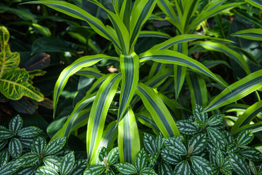 綠色熱帶植物