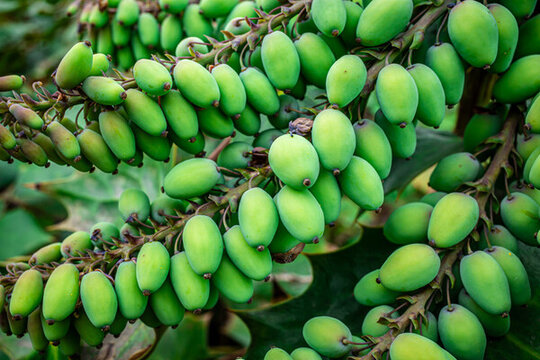 野外植物果實(shí)特寫