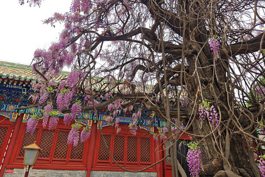 北京孔廟大哉孔子展紫藤花
