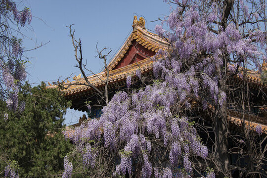 中國(guó)古建筑紫藤花