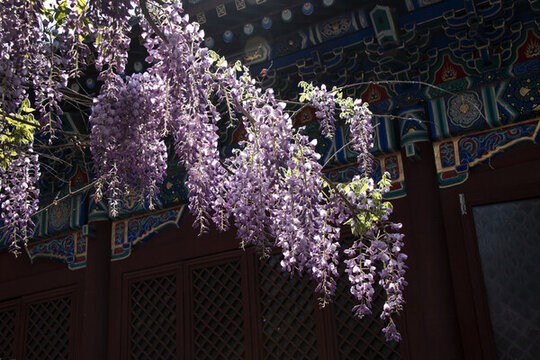 中國古建筑紫藤花