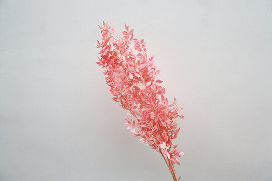 富貴葉干花花束