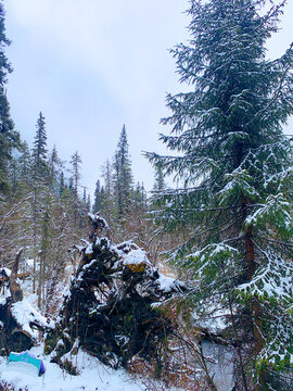 樹根積雪