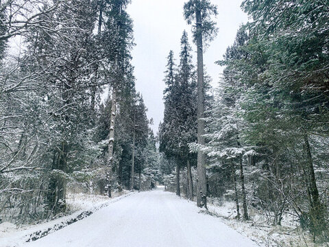 原始森林雪景