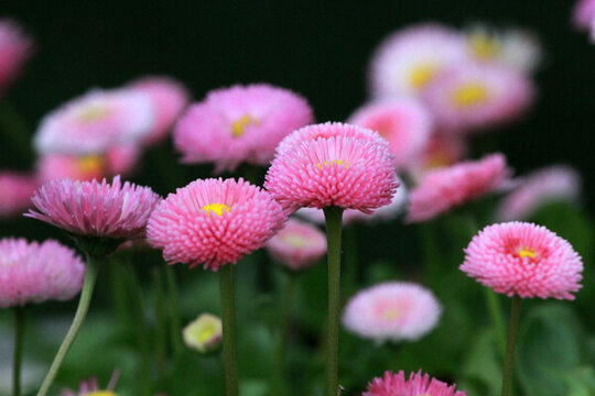 雛菊