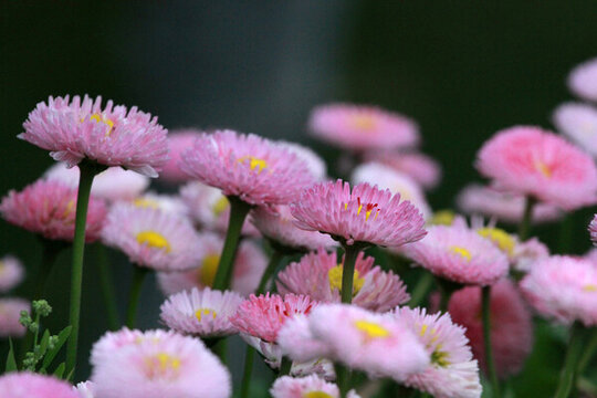 雛菊