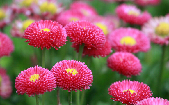 雛菊