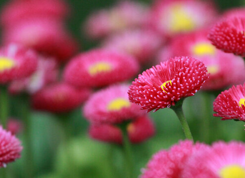 雛菊