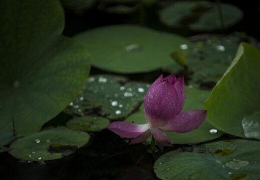 池中蓮花