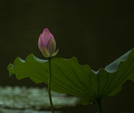 池中蓮花