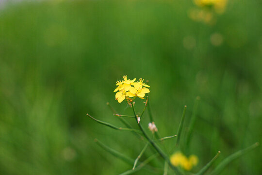 油菜花開