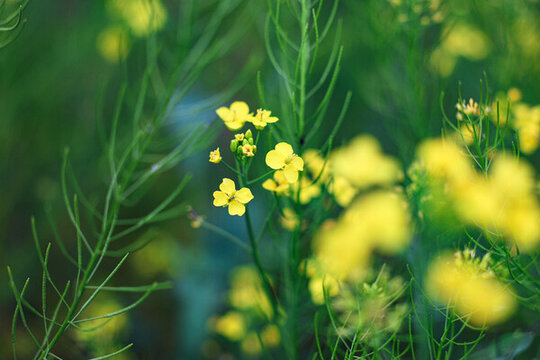 油菜花開(kāi)