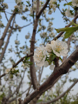 櫻桃花開