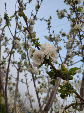 櫻桃花