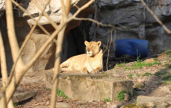 動物園里的獅子