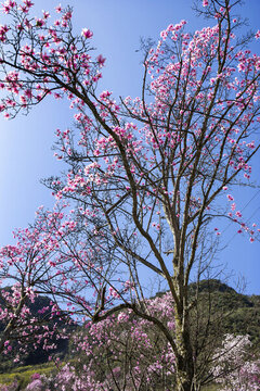 九皇山花溪景