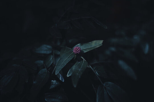 朱纓花