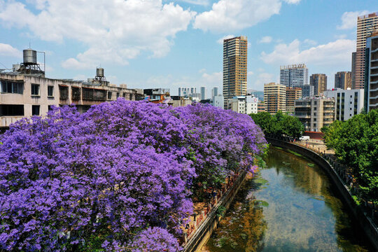盤龍江畔藍(lán)花楹