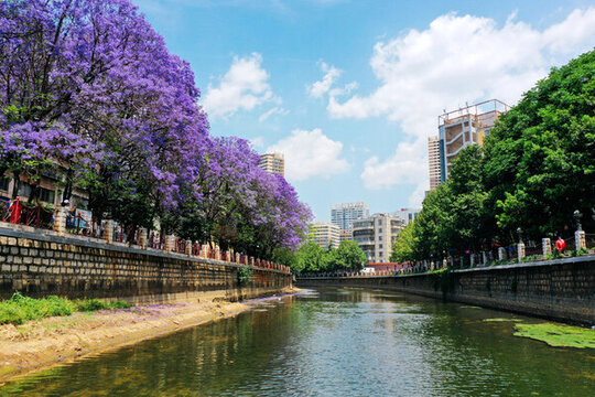 盤龍江畔藍(lán)花楹
