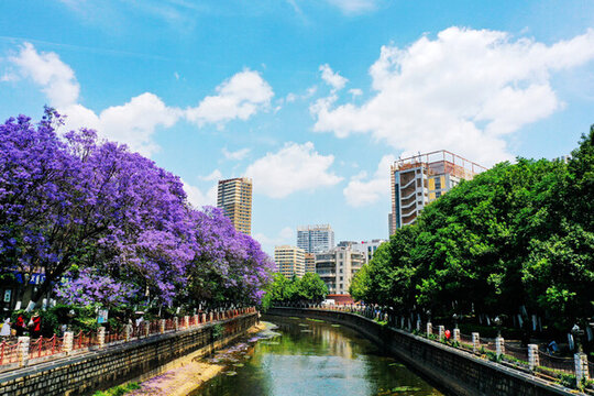 盤龍江畔藍(lán)花楹
