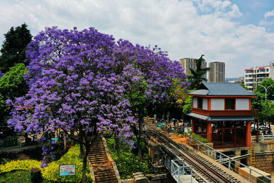 盤龍江畔藍(lán)花楹