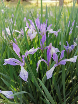 馬蓮花