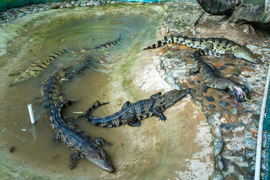 公園里的鱷魚的高角度視圖