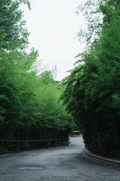竹林中的道路