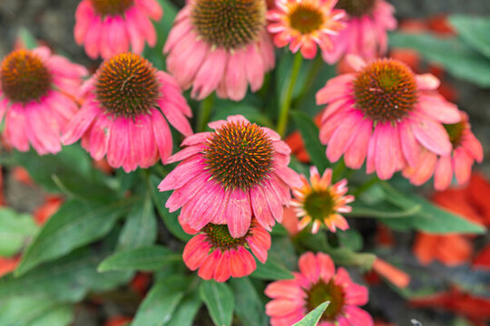 粉紅色開花植物松果菊