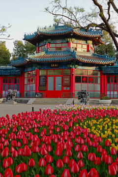 北京中山公園唐花塢郁金香盛開