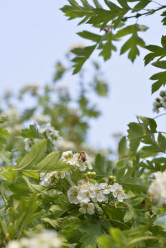 山楂花