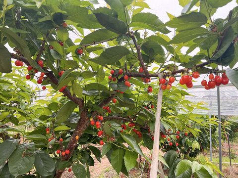 櫻桃種植園