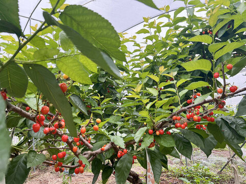 櫻桃種植園